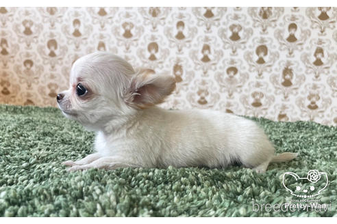 成約済の愛知県のチワワ(ロングコート)-170466の4枚目